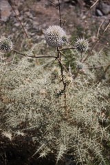 Echinops erinaceus