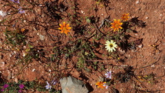 Hirpicium