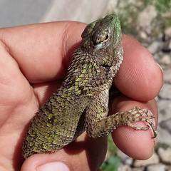 Dorsalkeel Spiny Lizard photo 1