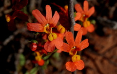Nemesia pageae