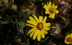 Osteospermum sinuatum sinuatum