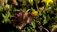 Osteospermum sinuatum sinuatum