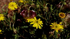 Osteospermum sinuatum sinuatum
