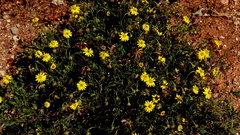 Osteospermum sinuatum sinuatum