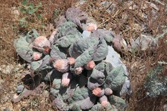 Jurinea berardioides