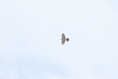 Accipiter gularis