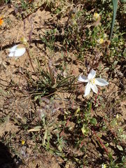 Cyanella alba alba