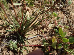Cyanella alba alba