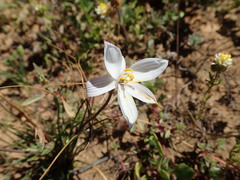 Cyanella alba alba