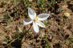 Cyanella alba alba