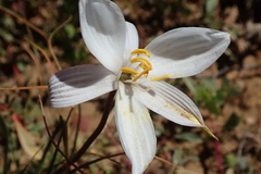 Cyanella alba alba