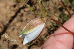 Cyanella alba alba