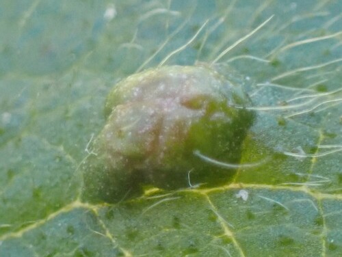 Cecidophyes nudus
