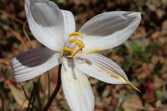 Cyanella alba alba