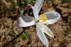 Cyanella alba alba