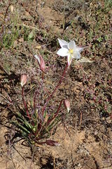 Cyanella alba alba