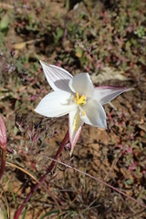 Cyanella alba alba