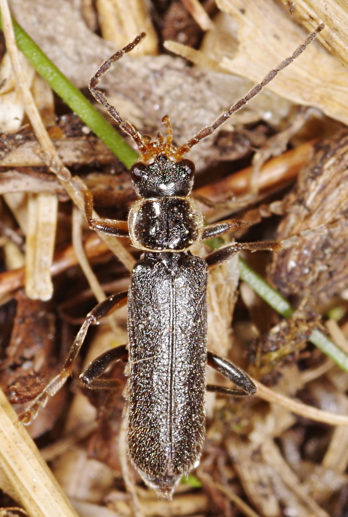 Cantharis pagana