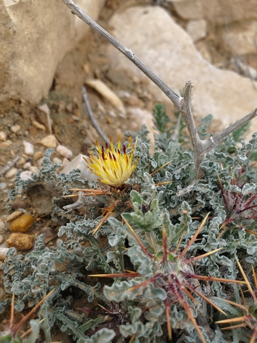 Image of Centaurea aegyptiaca by (c) Mitch Van Dyke, some rights reserved (CC BY)
