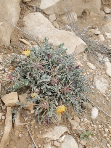 Image of Centaurea aegyptiaca by (c) Mitch Van Dyke, some rights reserved (CC BY)