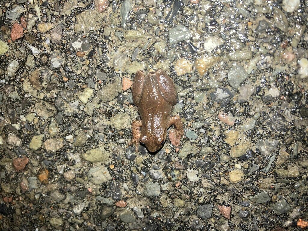 Spring Peeper from Tompkins County, NY, USA on March 23, 2023 at 09:10 ...