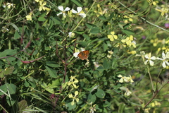 Lycaena salustius