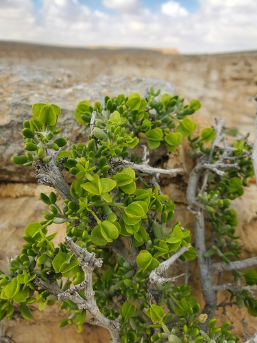 Image of Tetraena dumosa by (c) Mitch Van Dyke, some rights reserved (CC BY)