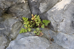 Asplenium appendiculatum maritimum