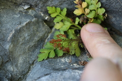 Asplenium appendiculatum maritimum