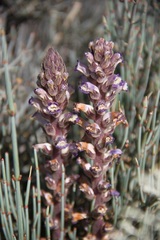 Orobanche cernua