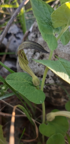 Aristolochia clusii (Aristolochia clusii)