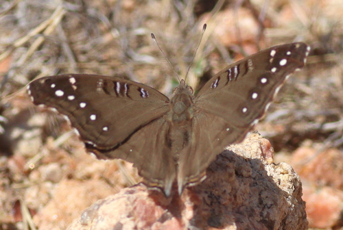 White-spotted Commodore