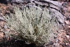 Artemisia herba-alba