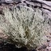Artemisia herba-alba - Photo (c) marinat17, algunos derechos reservados (CC BY-NC), uploaded by marinat17