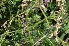 Coccinella leonina