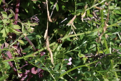 Coccinella leonina
