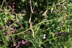 Coccinella leonina
