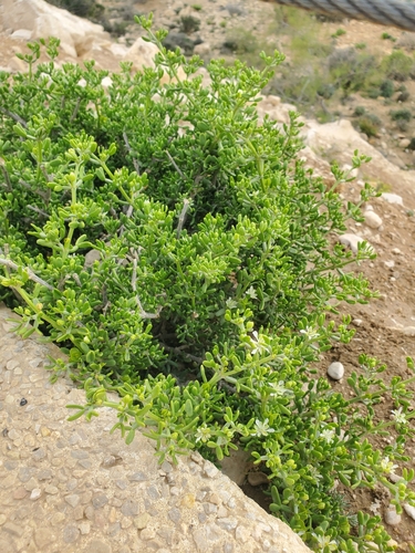 Image of Tetraena dumosa by (c) Mitch Van Dyke, some rights reserved (CC BY)