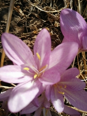 Colchicum feinbruniae