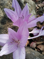 Colchicum feinbruniae