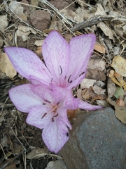 Colchicum feinbruniae