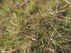 Microchloa