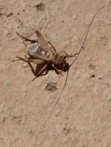 Acheta turcomanoides