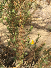 Deinandra minthornii