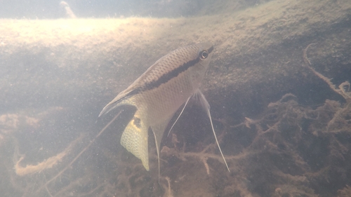 Flag cichlid (Mesonauta insignis) — Cichlidae — 2