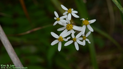 Aster scaber
