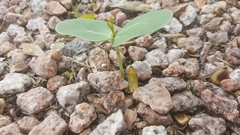 Fabaceae