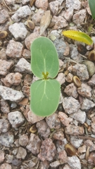 Fabaceae