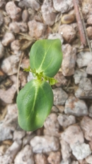 Fabaceae