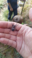 Alopecosa inquilina